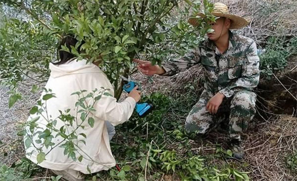 做好柑橘大文章，走好興業(yè)富民路