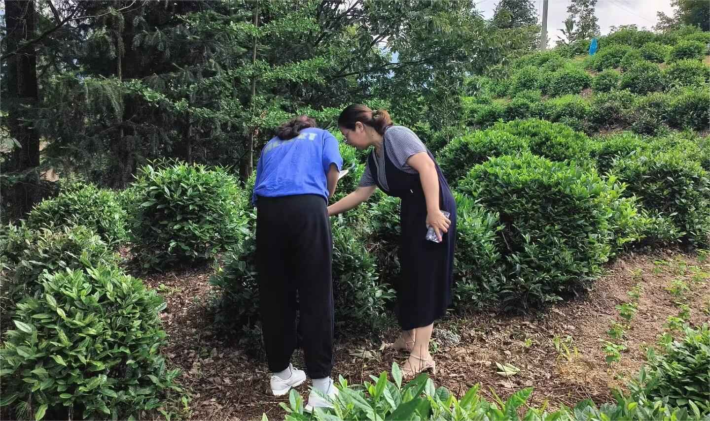 山東大學(xué)（威海）茶韻徽風(fēng)調(diào)研團(tuán)——茶香繞徽州，茶鄉(xiāng)旅致富