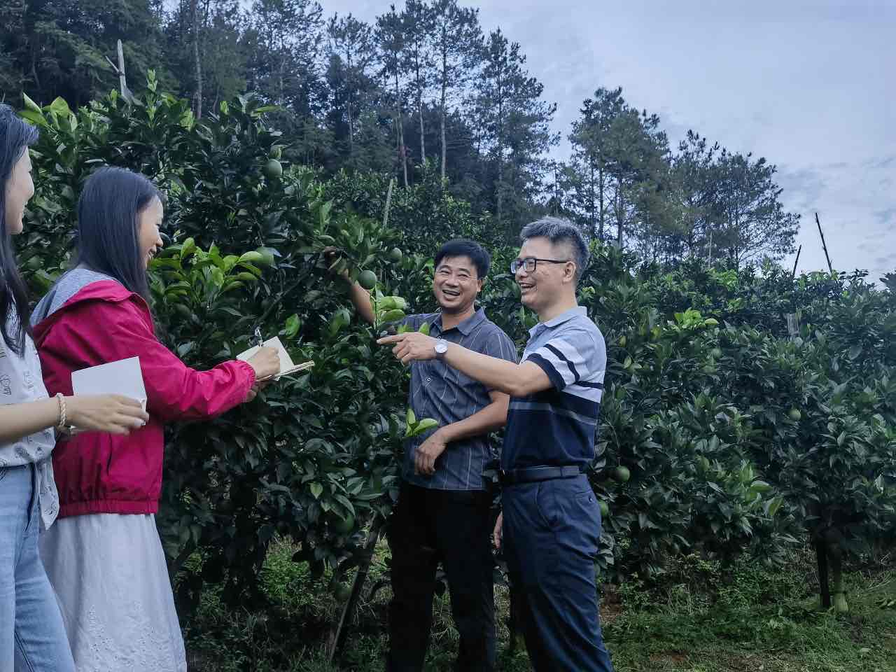 扶貧振興繪“南”圖，詩和遠(yuǎn)方伴“橙”香